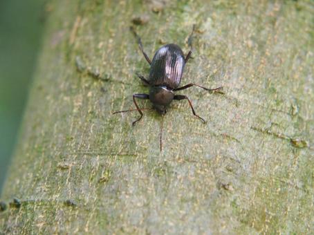 樹の上を散歩するゴミムシダマシ 樹の上を散歩するゴミムシダマシ ゴミムシダマシ,昆虫,虫の写真素材