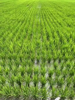 Photo, paddy field, rice, rice cultivation, 