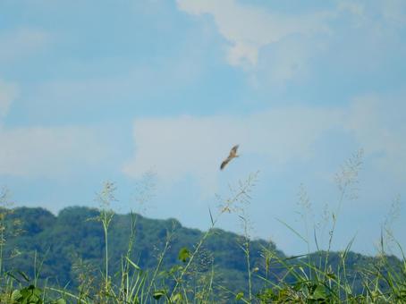 【風景写真】夏空の写真