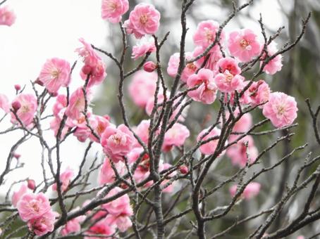 梅の花 梅の花の写真