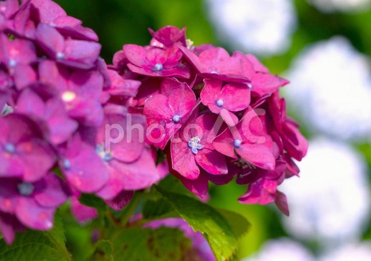 雨季のアジサイ① 梅雨,紫陽花,花の写真素材