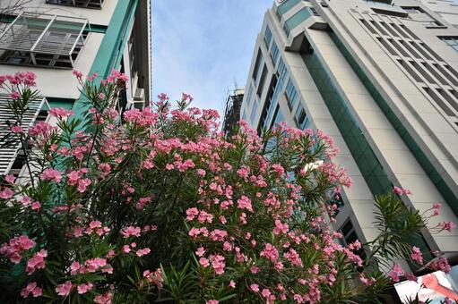 モルディブのマーレ島のきれいな花とビル モルディブ,モルジブ,街並みの写真素材