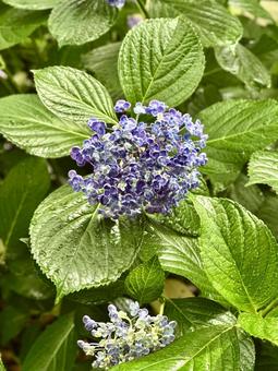Hydrangea, JPG Hydrangea, JPG