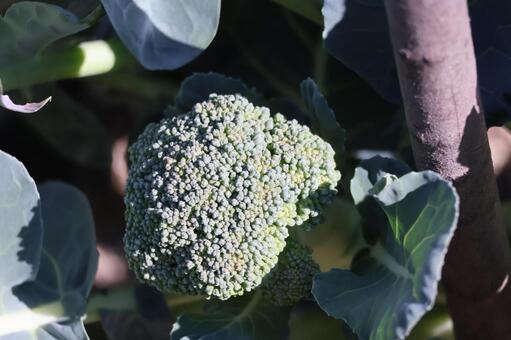 畑に栽培されている緑のブロッコリー 畑,栽培,緑の写真素材