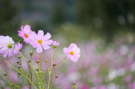 ロマンチックな色彩の秋桜と深い緑の背景の写真