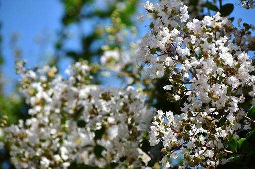 Crape myrtle, JPG Crape myrtle, JPG