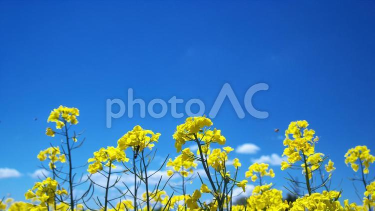 菜の花の美しいお花畑 菜の花畑,観光地,コピースペースの写真素材
