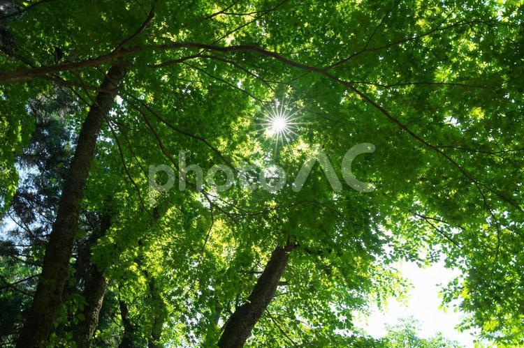 日差しと緑 光条,日差し,光の写真素材