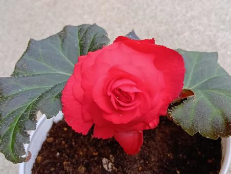 球根ベゴニア 球根ベゴニア 花,赤色,植物の写真素材