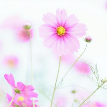 ハイキーソフトフォーカスピンク色コスモス ハイキーソフトフォーカスピンク色コスモス コスモス,花,ハイキーの写真素材
