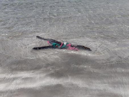 Garbage tangled in driftwood, JPG Garbage tangled in driftwood, JPG