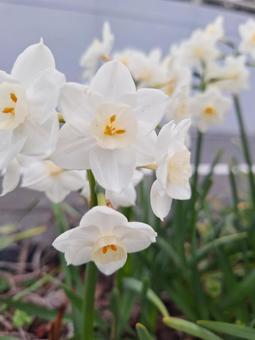 Photo, narcissus, spring flower, white, 