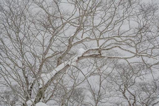 Photo, mt. tanigawa, god god flat, ski resort, 