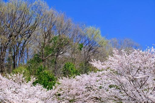 加西市丸山総合公園 加西市丸山総合公園の写真