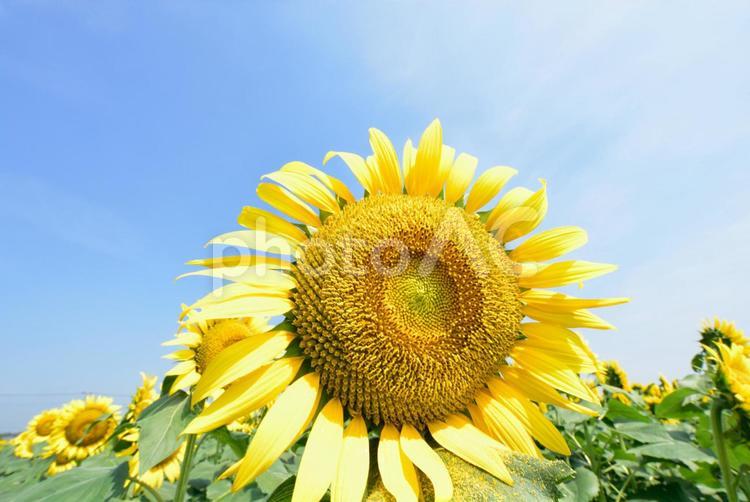 ひまわり畑の満開のひまわり ひまわり,日本,真夏の写真素材