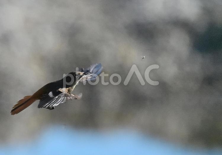 飛んでいる虫を狙うジョウビタキ2 ジョウビタキ,野鳥,冬鳥の写真素材