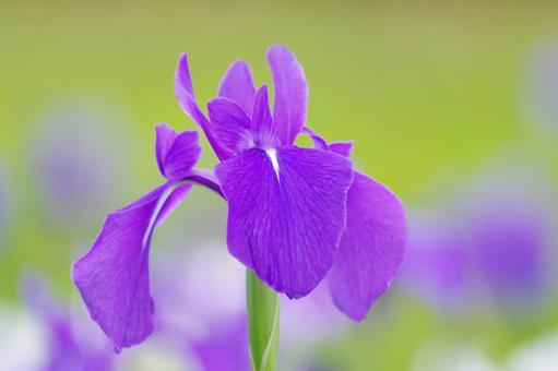Iris, JPG