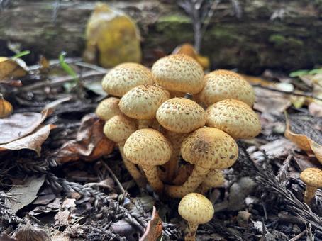 スギタケ2 きのこ,スギタケ,茶色の写真素材