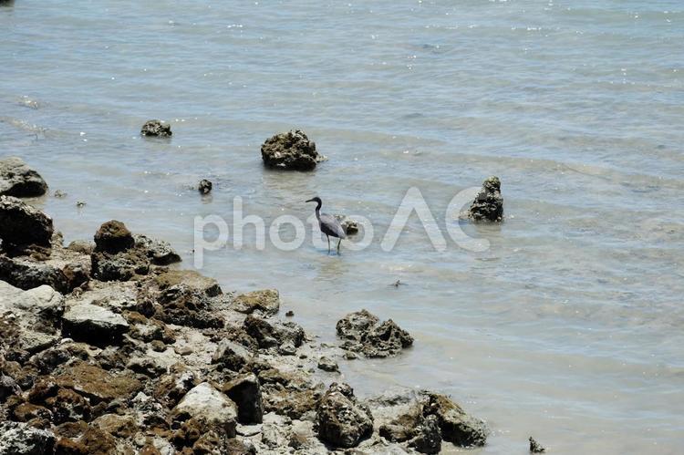 海岸の岩場を歩くクロサギ、沖縄の綺麗な海 クロサギ,黒鷺,ペリカン目の写真素材