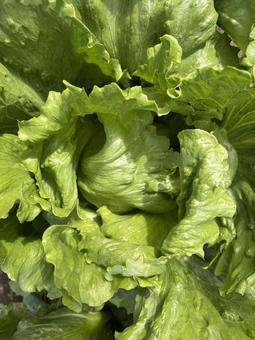 畑のレタス レタス,畑,野菜の写真素材