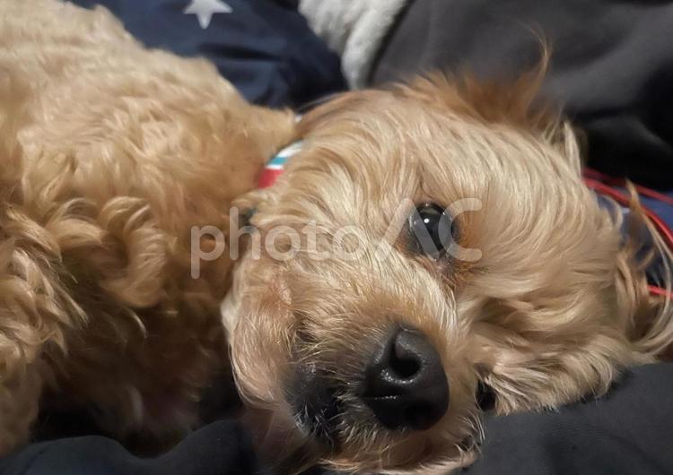 うっとりしているチワプー 犬,いぬ,癒しの写真素材
