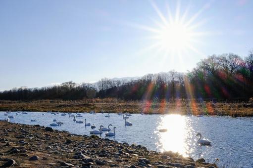 A flock of swans in the evening on the Sai River, JPG A flock of swans in the evening on the Sai River, JPG