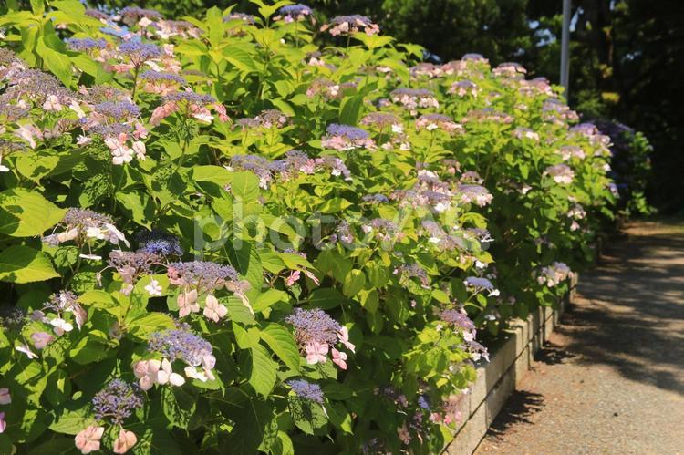 下田城址公園の素晴らしい紫陽花祭り 下田市,静岡県,日本の写真素材