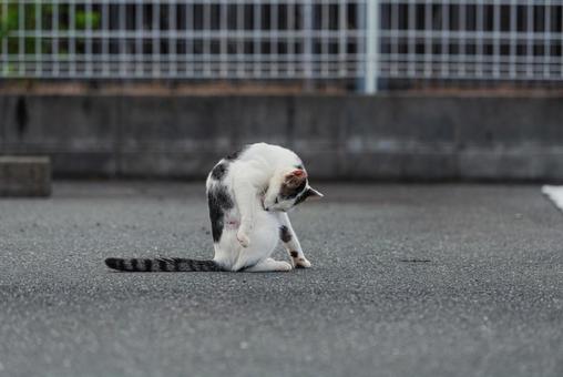 毛繕いを真剣にする牛柄猫 牛柄猫,cawcat,ハチワレ猫の写真素材