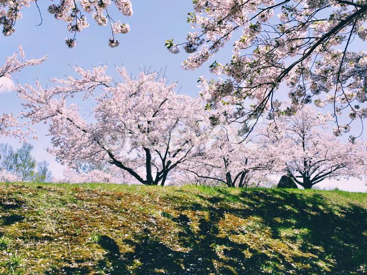 桜並木 桜,ソメイヨシノ,桜並木の写真素材