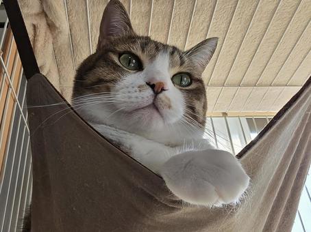 ハンモックの中の猫の写真