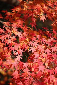 紅葉 紅葉の写真