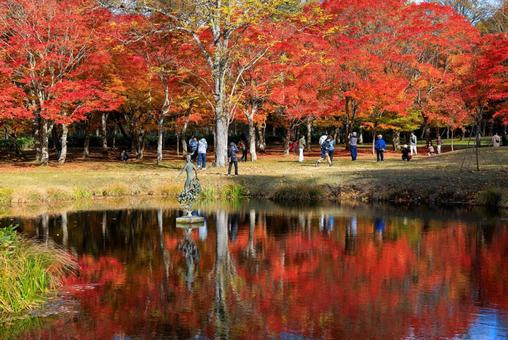 北海道の紅葉 北海道の紅葉 紅葉,秋,池の写真素材