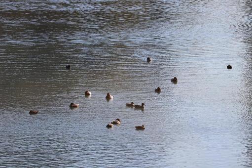 水鳥たち 水鳥たちの写真