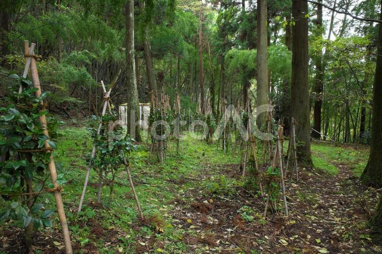 支えの付いた苗木 苗木,森,杉の写真素材