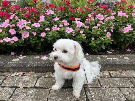 犬の散歩 犬の散歩 犬,マルチーズ,花壇の写真素材