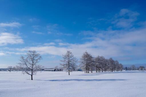 広大な雪原に立つ霧氷した並木のある牧場 牧場,雪,雪原の写真素材