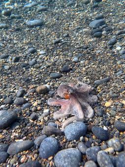 タコ、海 タコ、海の写真