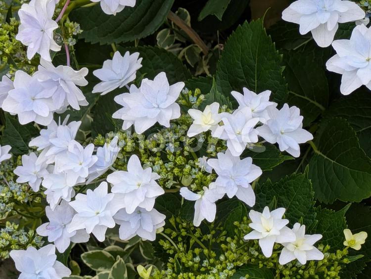 芒種過ぎの横浜市北部に咲くアジサイの花 あじさい,紫陽花,ユキノシタ科の写真素材