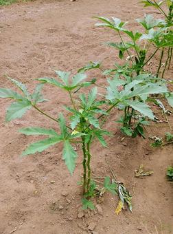 オクラの栽培③ オクラの栽培③ オクラ,栽培,野菜の写真素材