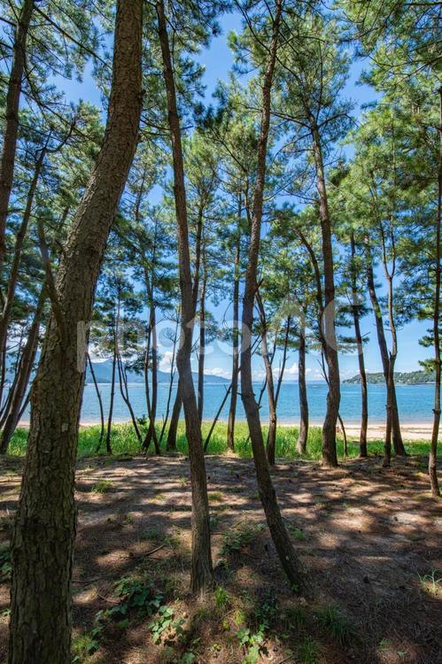 松林から眺めた風景 海,海岸,海岸沿いの写真素材