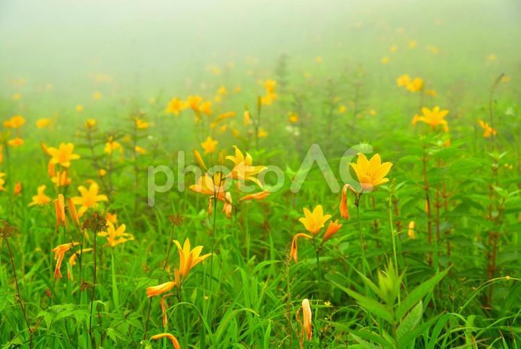 ニッコウキスゲ(栃木霧降高原) ニッコウキスゲ(栃木霧降高原) ニッコウキスゲ,花,ユリ科の写真素材