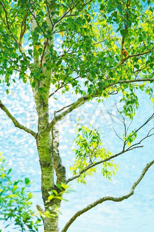 初夏のイメージ 緑,キラキラ,新緑の写真素材