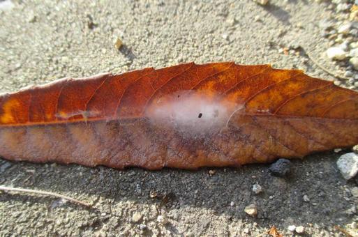 虫の繭 繭,虫,昆虫の写真素材
