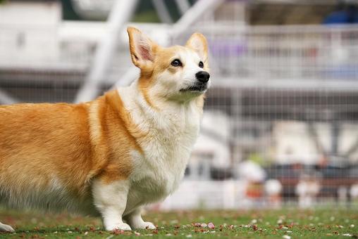 Corgi at the dog run, JPG