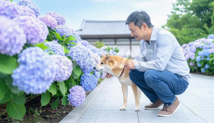 あじさいを嗅ぐ柴犬を見守る男性 あじさい,柴犬,男性の写真素材