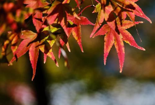 鮮やかに紅葉したモミジの木 鮮やかに紅葉したモミジの木の写真