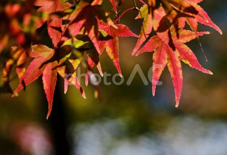 鮮やかに紅葉したモミジの木 風景,紅葉,モミジの写真素材