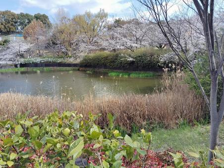 公園の春 桜,春,ピンクの写真素材