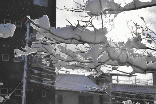Snow on the branches Snow on the branches