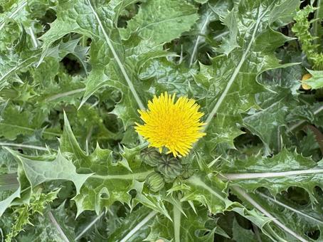 オニノゲシ 01の写真